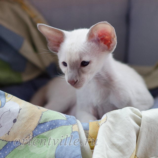 Сиамский котенок. 2 мес.