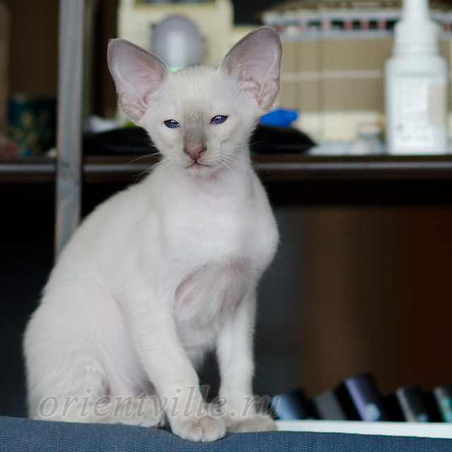 Сиамский котенок. 2 мес.
