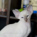 Сиамский котенок. 2 мес.