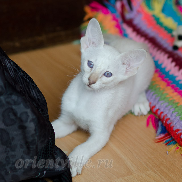 Сиамский котенок. 2 мес.