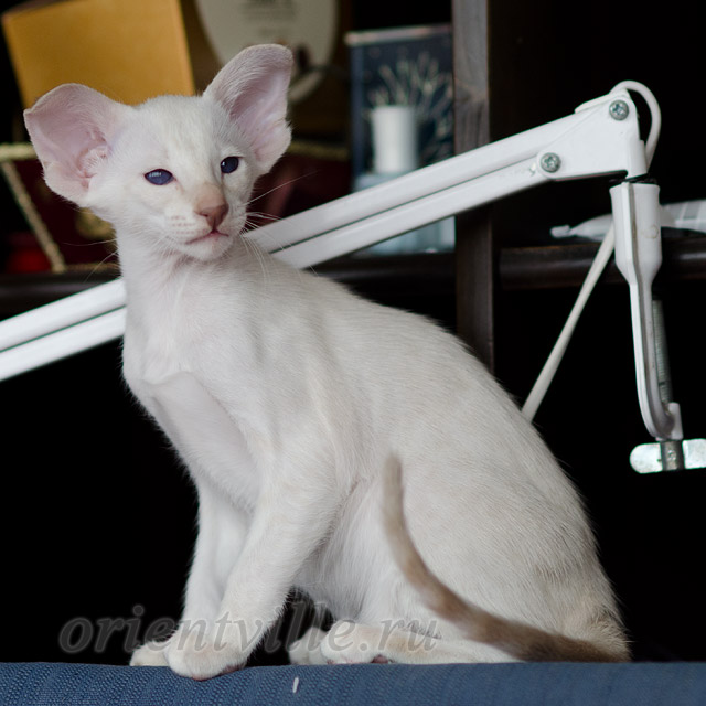 Сиамский котенок. 2 мес.