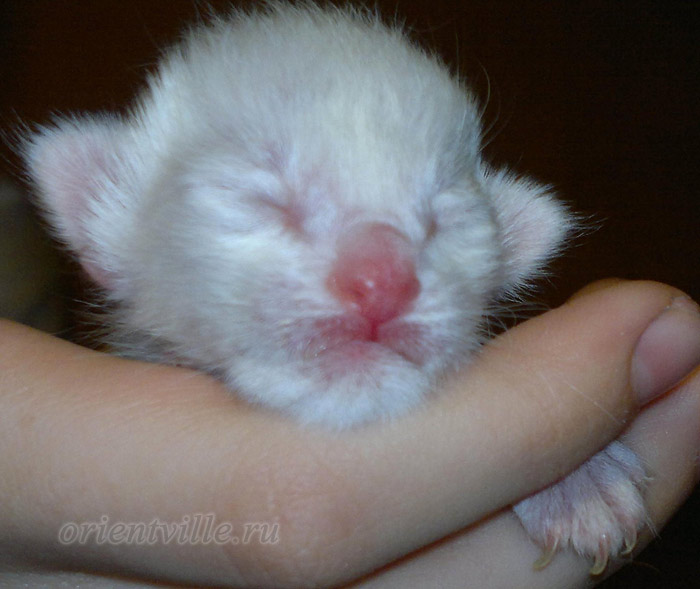 Новорожденный котенок