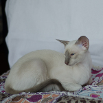 Сиамский котенок. 3 мес.