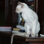 Сиамский котенок. 3 мес.