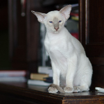 Сиамский котенок. 3 мес.