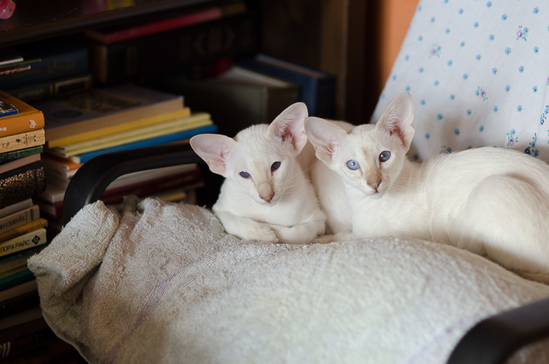 Сиамский котенок. 3 мес.