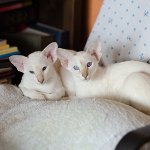 Сиамский котенок. 3 мес.