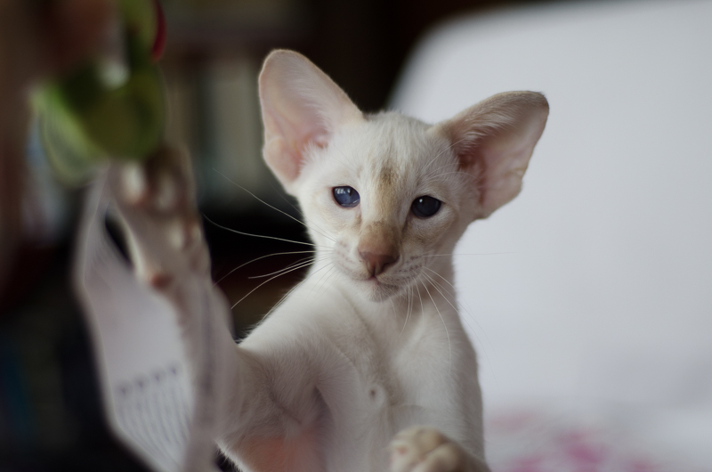 Сиамский котенок. 3 мес.