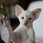 Сиамский котенок. 3 мес.