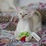 Сиамский котенок. 3 мес.