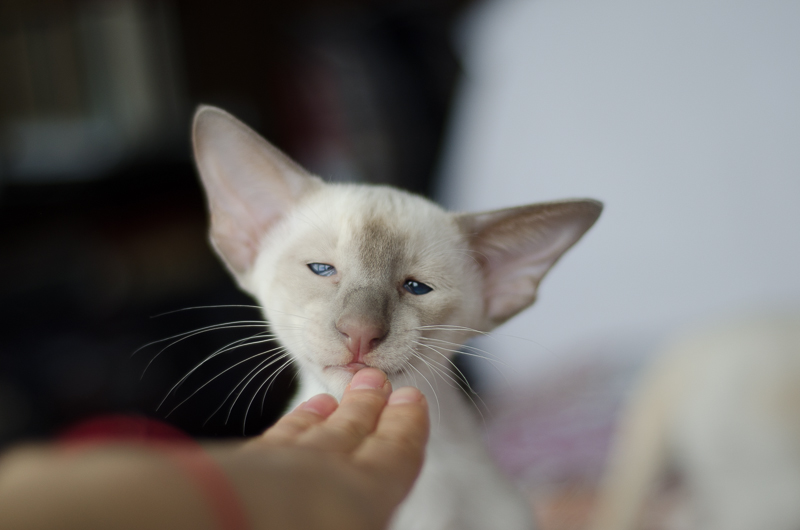 Сиамский котенок. 3 мес.
