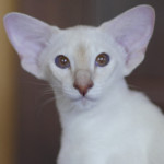 Сиамский котенок. 5 мес.