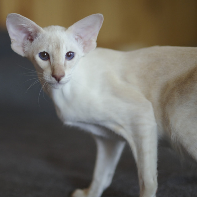 Сиамский котенок. 3 мес.