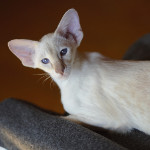 Сиамский котенок. 3 мес.