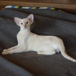 Сиамский котенок. 5 мес.