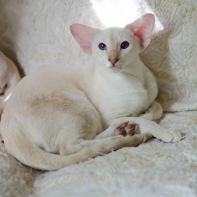 Сиамский котенок. 6 мес.