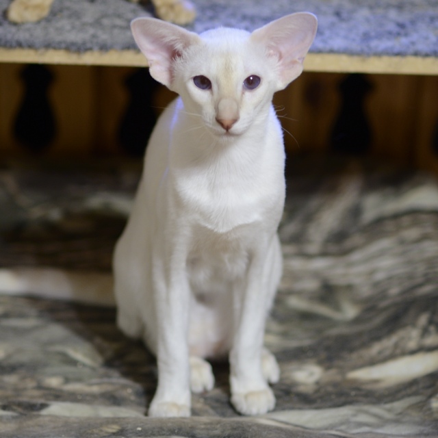 Сиамский котенок. 6 мес.
