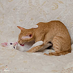Сиамский котенок. 5 месяцев