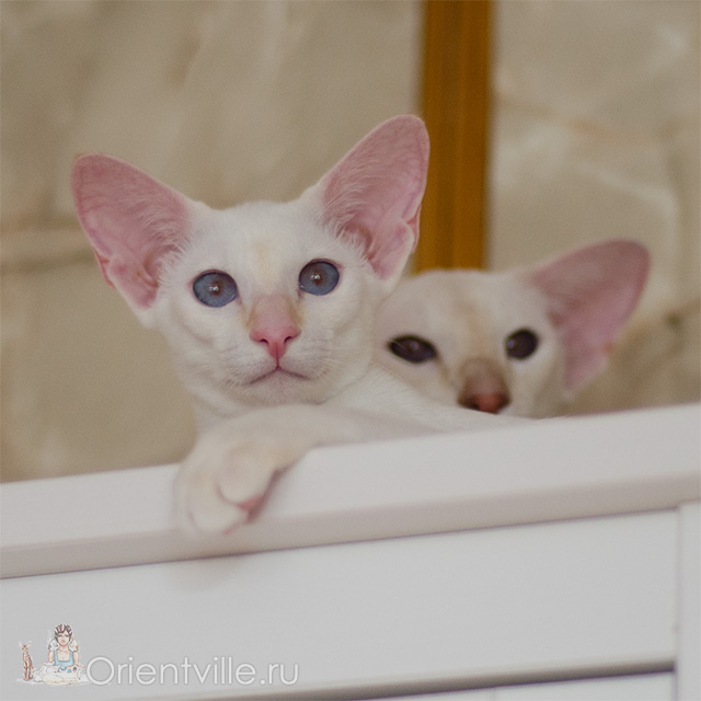 Сиамский котенок. 6 месяцев