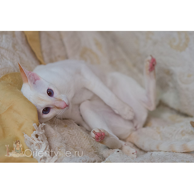 Сиамский котенок. 9 месяцев