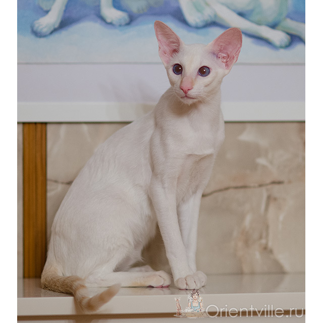 Сиамский котенок. 9 месяцев
