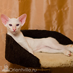 Сиамский котенок. 3 месяца
