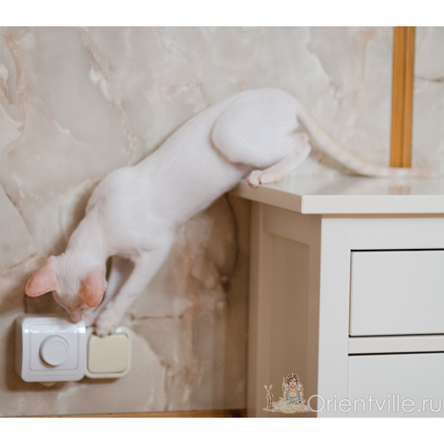 Сиамский котенок. 3 месяца