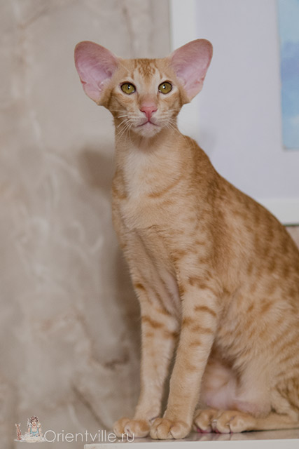 7 месяцев