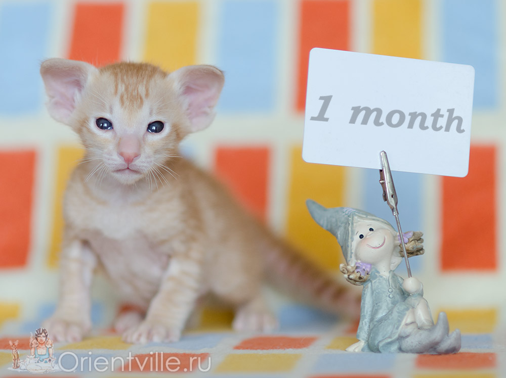 1 месяц