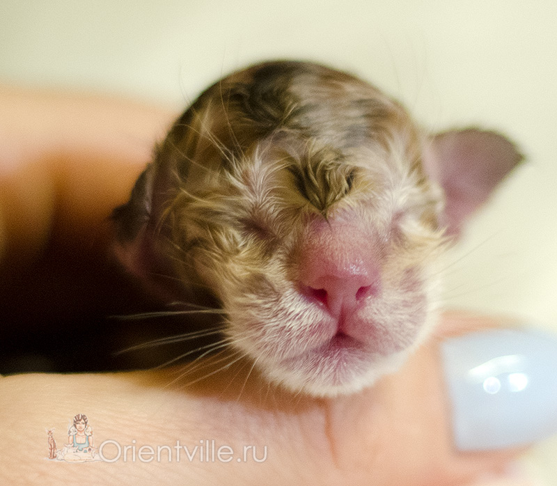 newborn