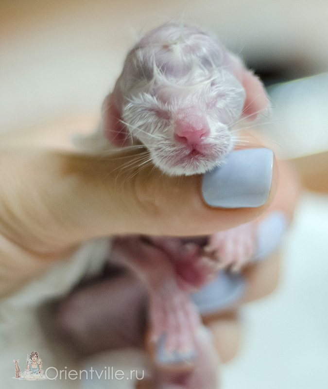 newborn