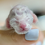 newborn