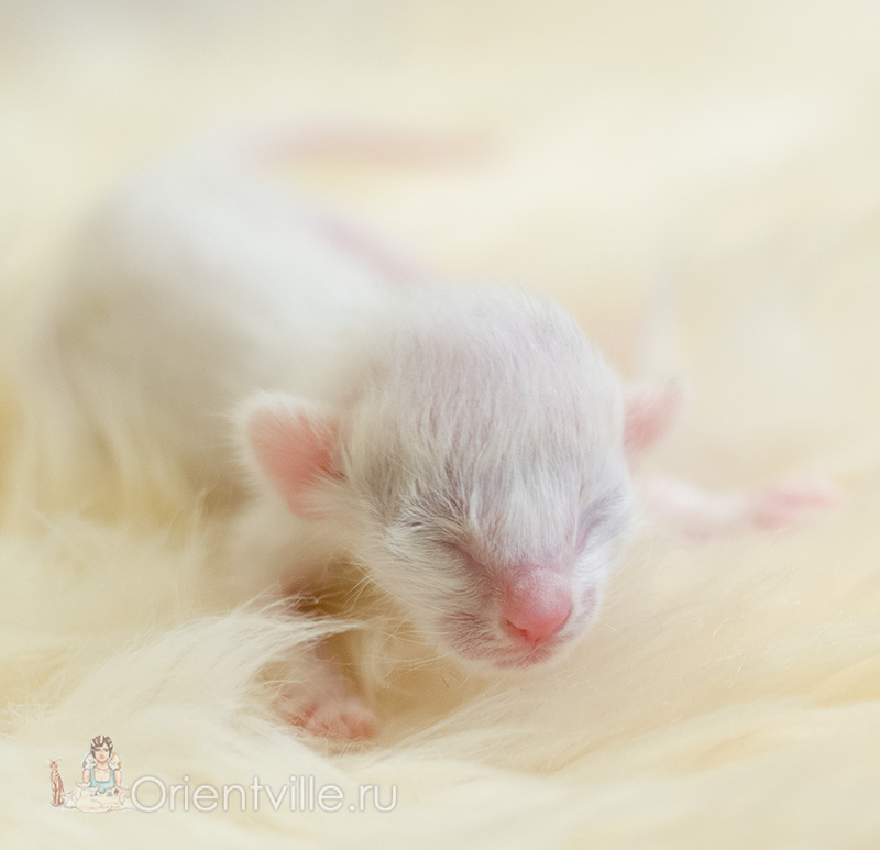 1 day old