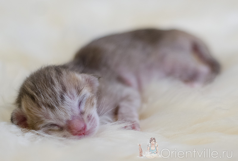 1 day old