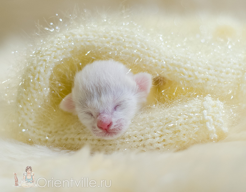 1 day old