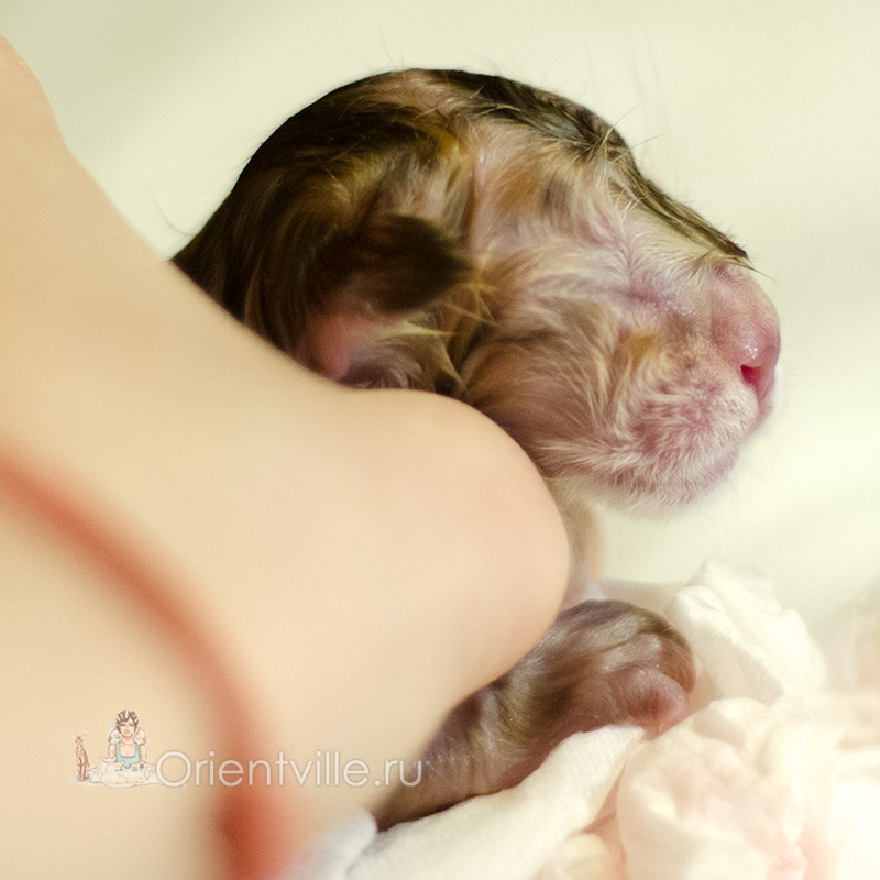 newborn