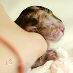 newborn