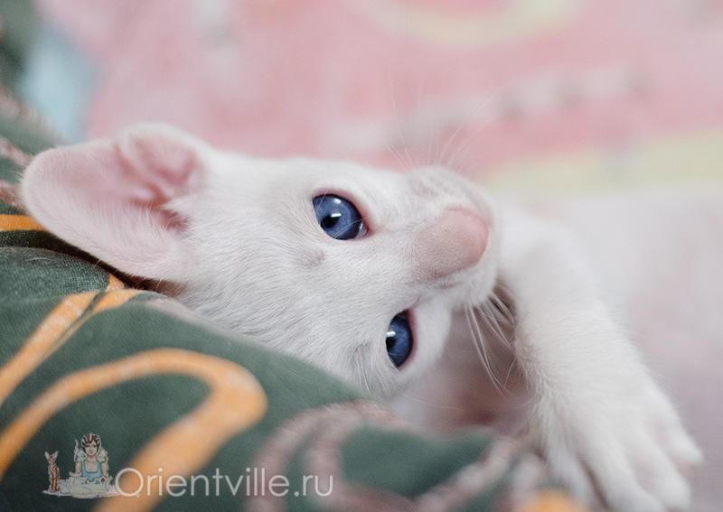 1.5 month old