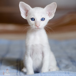 Ориентальный котенок