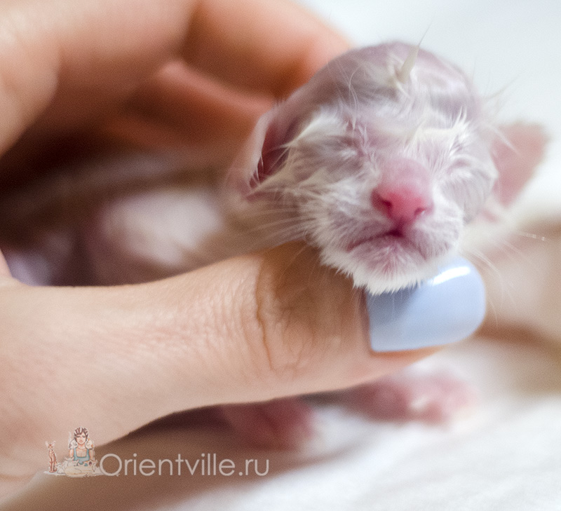 newborn