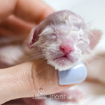 Ориентальный котенок