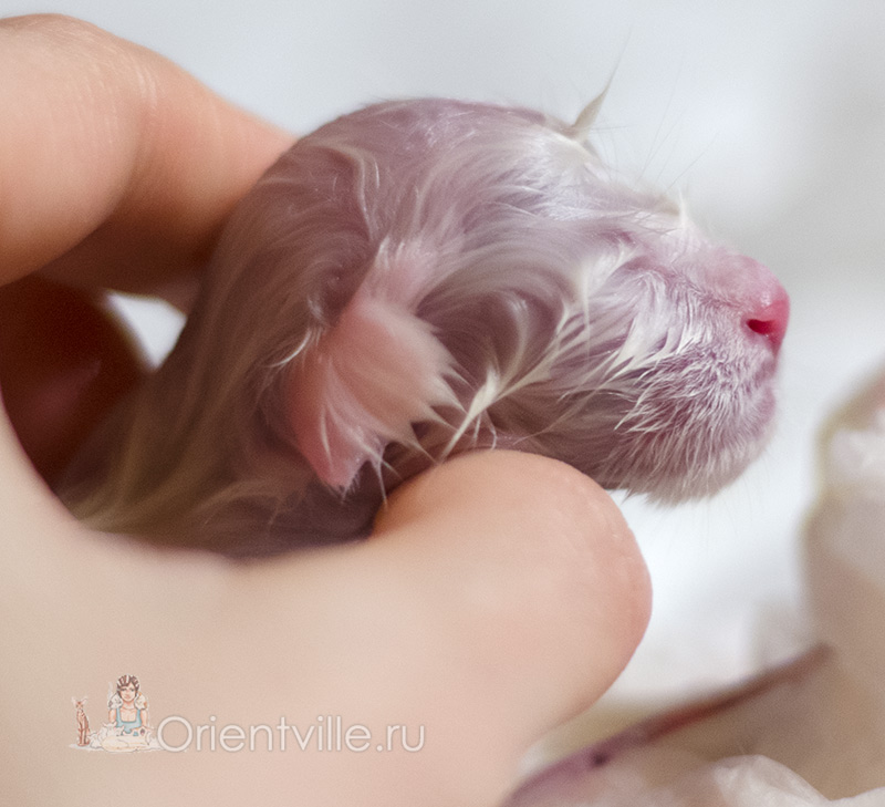 newborn