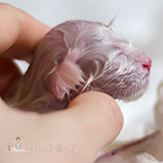 newborn