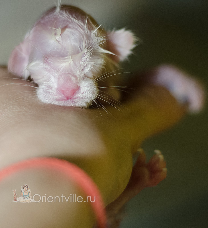 newborn