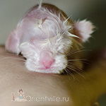 newborn