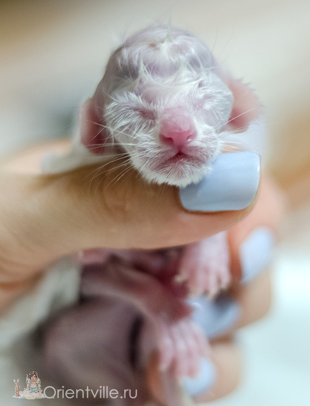 newborn