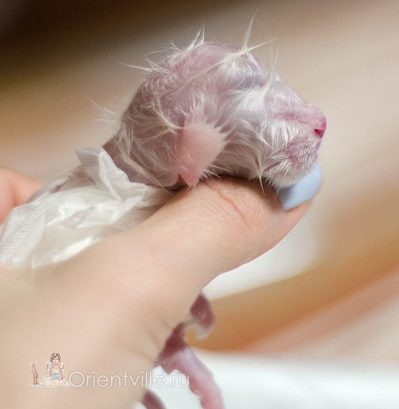 newborn