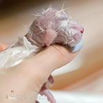 newborn