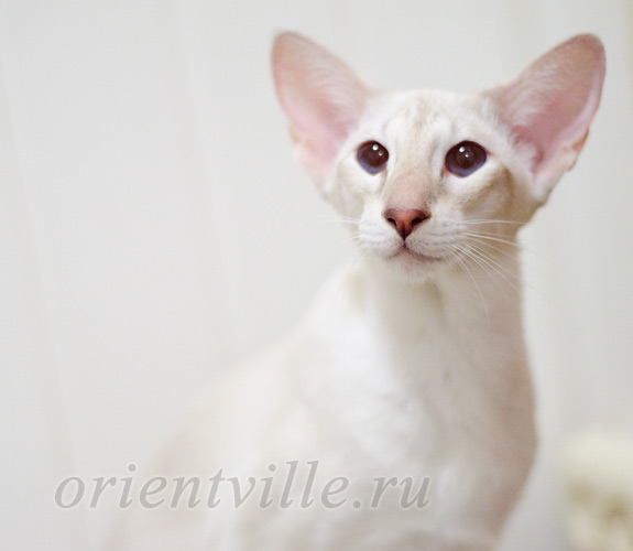 Regina, 11 month