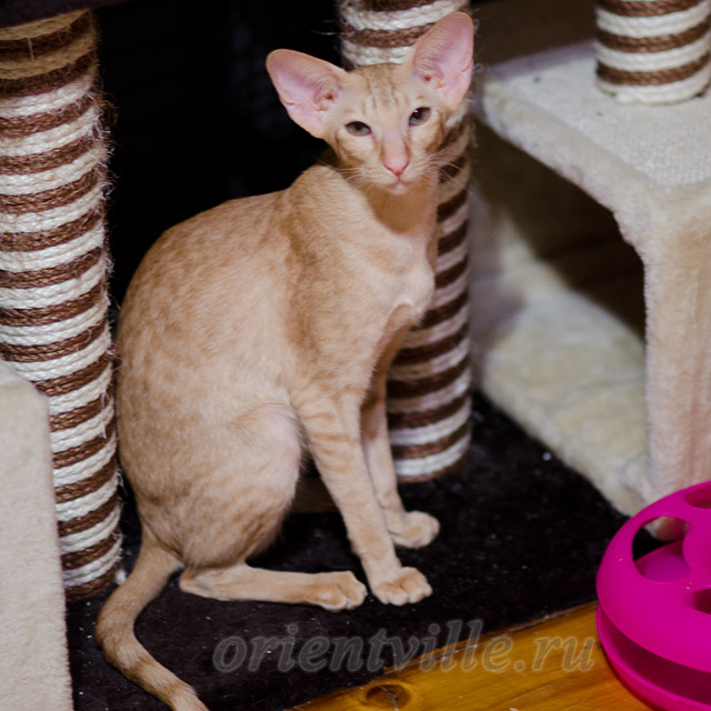 Tearose 1 y.o.